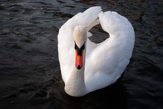 Swan Floating on the River