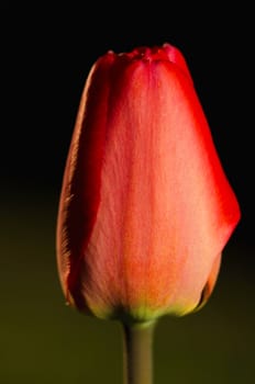 Beautiful red tulip isolated on black background.