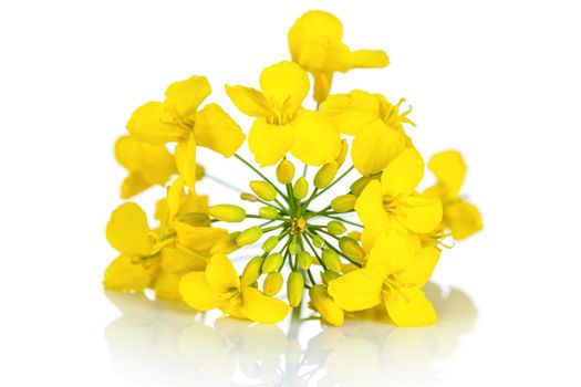 Rapeseed flower on white background. Brassica napus blossom 