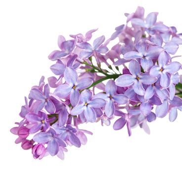 Lilac flower isolated on white background. Syringa vulgaris 