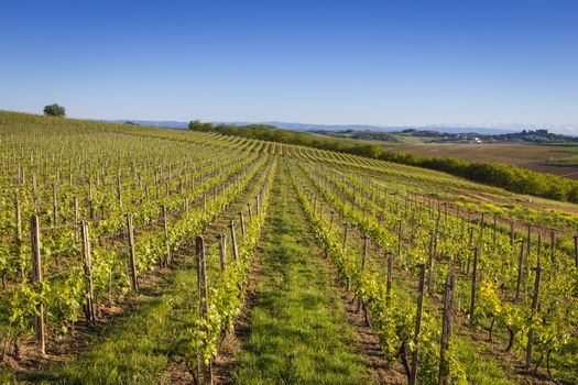 Vineyards on the Hills of Italy under the blue sky