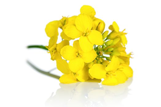 Rapeseed blossom on white background. Brassica napus flowers 