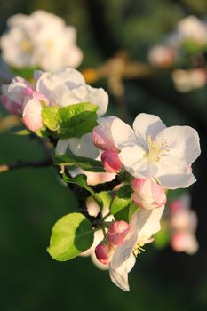 Apple blossoms in spring can use as background