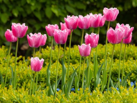 Pink tulips in the fresh green garden