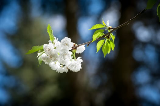 blooming cherry branch on dark background