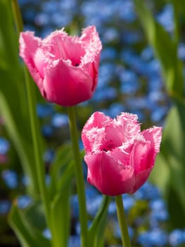 Twi pink tulips in the garden with tiny blue blooming bokeh