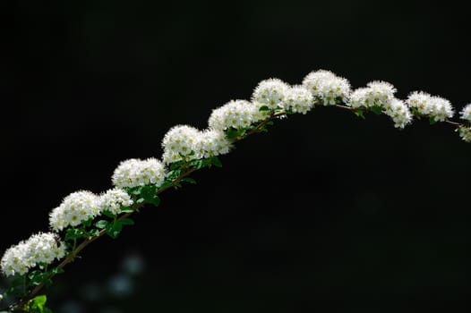 blooming branch arch on dark background