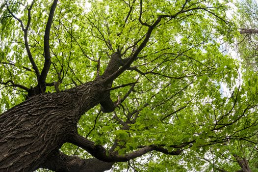 big old maple tree shot from lower point of view with fisheye lens