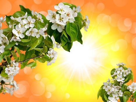 collage of blossoming Apple trees against the sky