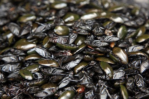 Fried cockroaches - street food of Cambodia