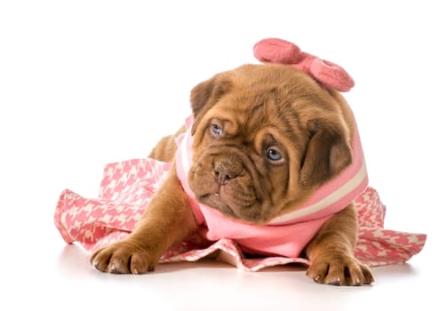 female puppy - dogue de bordeaux - four weeks old