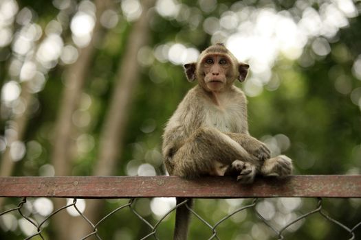 The child of monkeys. Cambodia