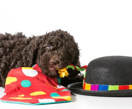 cute barbet puppy dressed up like a clown - 7 weeks old