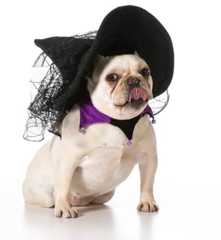 french bulldog wearing witch costume