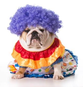 english bulldog wearing clown costume