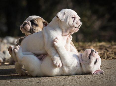 english bulldog puppies play fighting outside in the yard