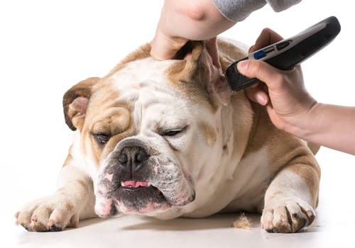 dog grooming - english bulldog getting ears shaved