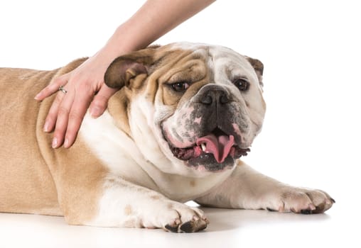 woman petting her english bulldog isolated on white