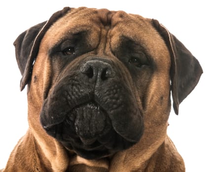 bullmastiff head portrait on white background