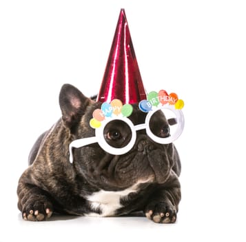 french bulldog wearing birthday hat and glasses on white background