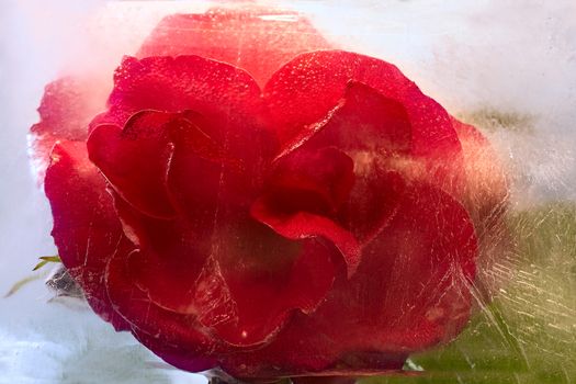 Frozen beautiful    red  rose flower.  blossomsin the ice cube