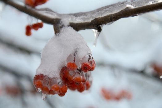 Ice on frozen red   berry Winter scene - ice on  tree
