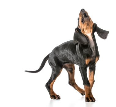dog barking - black and tan coonhound with mouth open and head up barking