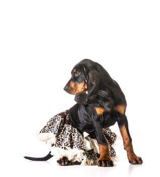 female puppy - black and tan coonhound wearing a leopard print tutu