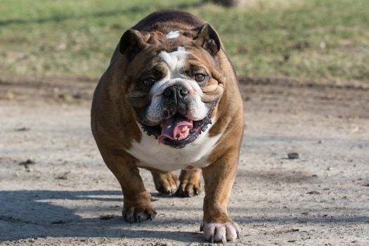 english bulldog moving - six year old female