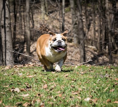 english bulldog running in the grass