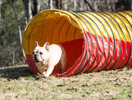 french bulldog coming out of agilty tunnel