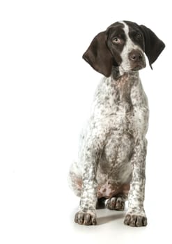 german shorthaired pointer puppy looking up isolated on white background- female