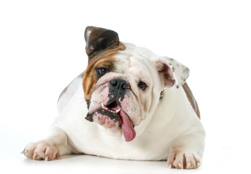 cute dog - english bulldog with silly expression looking at viewer isolated on white background