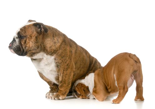nursing mother dog - english bulldog with puppy isolated on white background
