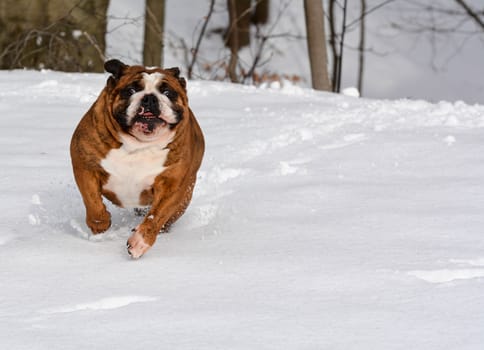 dog in the snow - english bulldog running in the snow