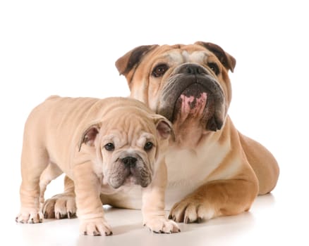 father and son english bulldogs isolated on white background