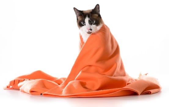 cat under covers - ragdoll sitting under orange blanket on white background - male