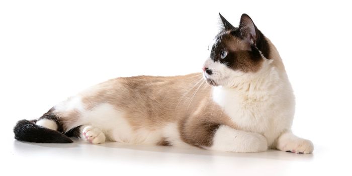 ragdoll cat laying down isolated on white background
