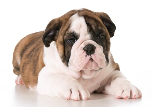 english bulldog puppy laying down isolated on white background
