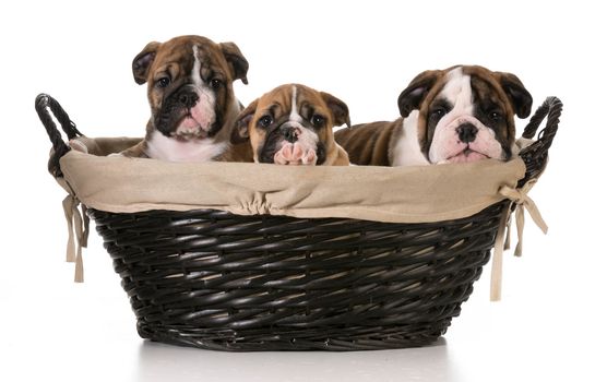 litter of english bulldog puppies in a basket isolated on white background - 8 weeks old