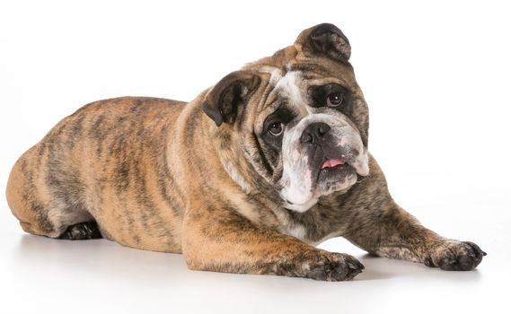english bulldog laying down looking at viewer isolated on white background- 2 year old brindle male