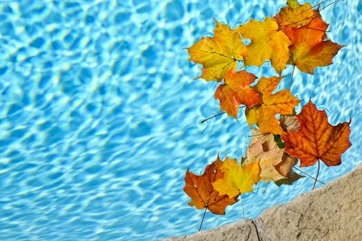 Fall leaves floating in swimming pool water