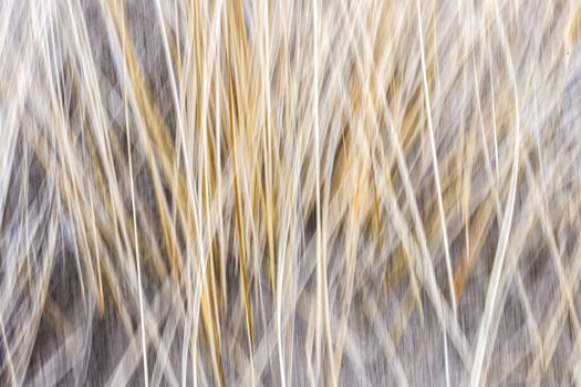 Artistic abstract blur of winter grass produced by camera motion