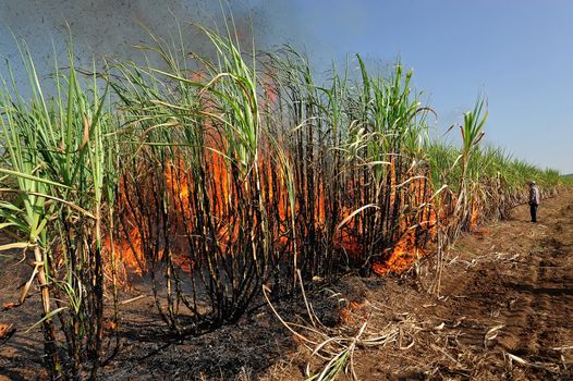 Sugarcane field burning in Thailand