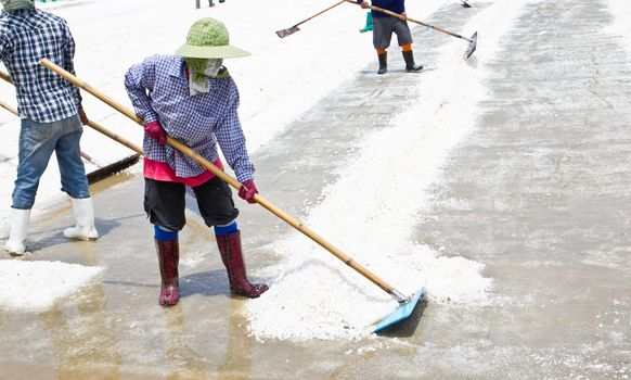 salt collecting in salt farm in Thailand