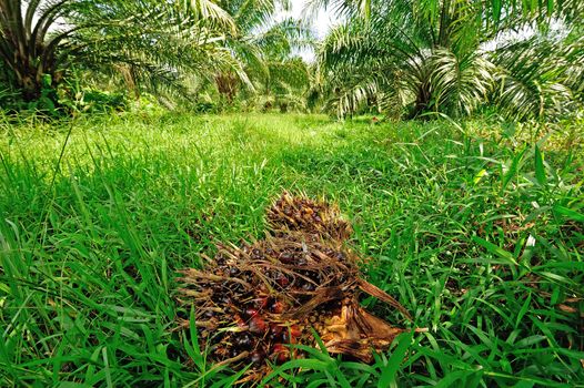 fresh palm oil fruit in palm garden