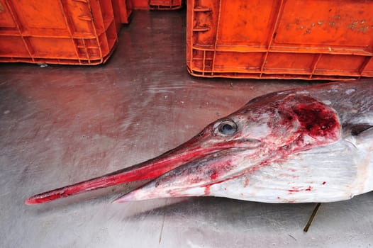 Sailfish in fish market, Thailand.