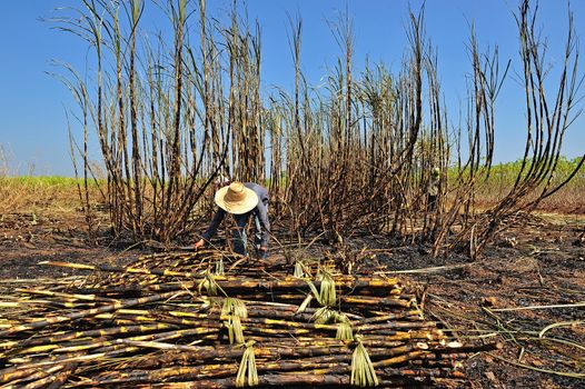 Sugarcane field burning in Thailand