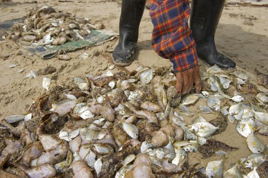 The caught fish on the beach