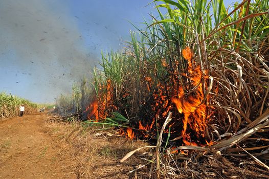 Sugarcane field burning in Thailand